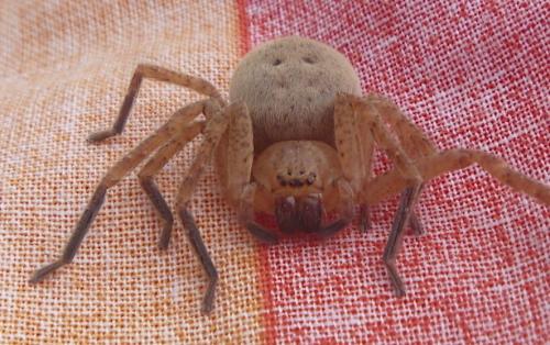Olios argelasius